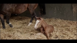 Fire Country - Season 03 Episode 08